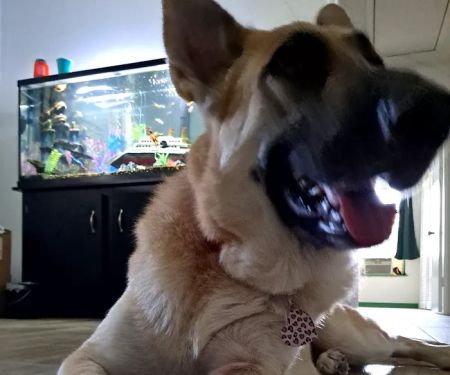 Animal Hospital of San Antonio