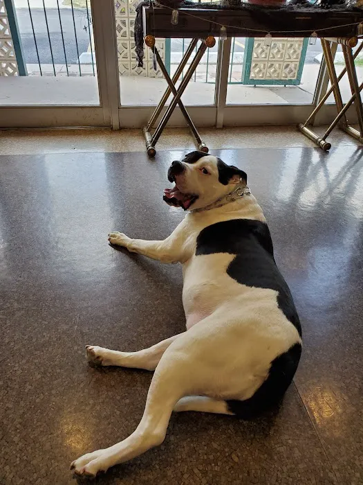 Animal Hospital of San Antonio Picture 3