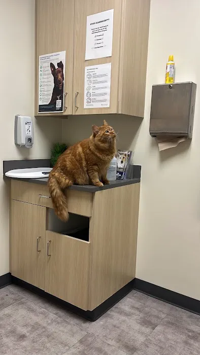 Vetco Total Care Animal Hospital Picture 6