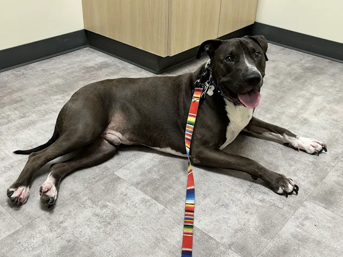 Vetco Total Care Animal Hospital Picture 7
