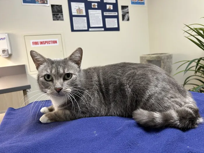 Vetco Total Care Animal Hospital Picture 10