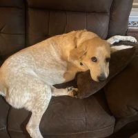 South Side Animal Hospital ico