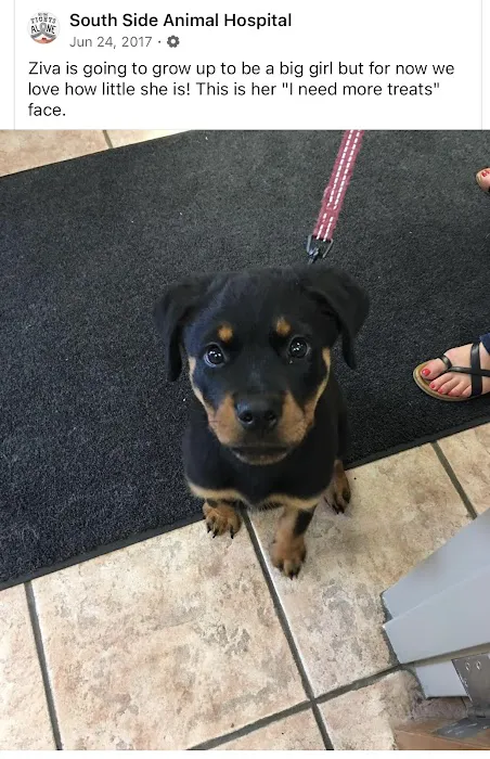 South Side Animal Hospital Picture 10