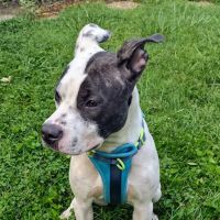 Northside Paws Veterinary Care ico