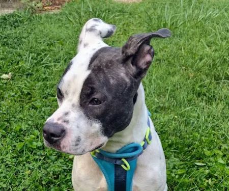 Northside Paws Veterinary Care