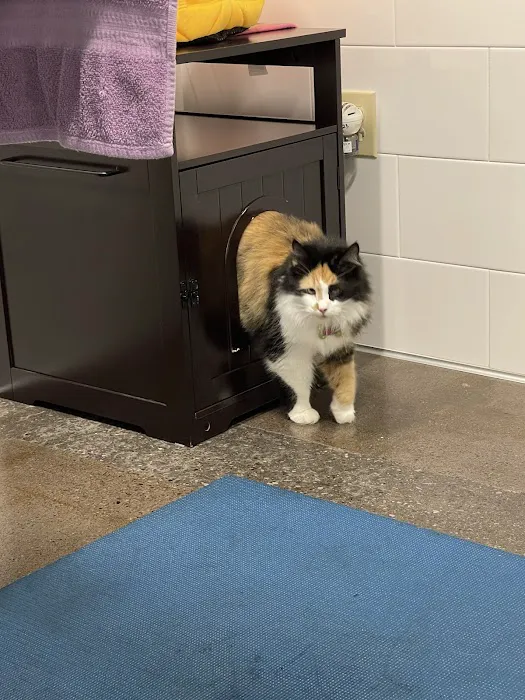 Northside Paws Veterinary Care Picture 2
