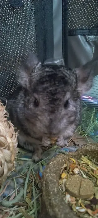 All Wild Things Exotic Animal Hospital Picture 5
