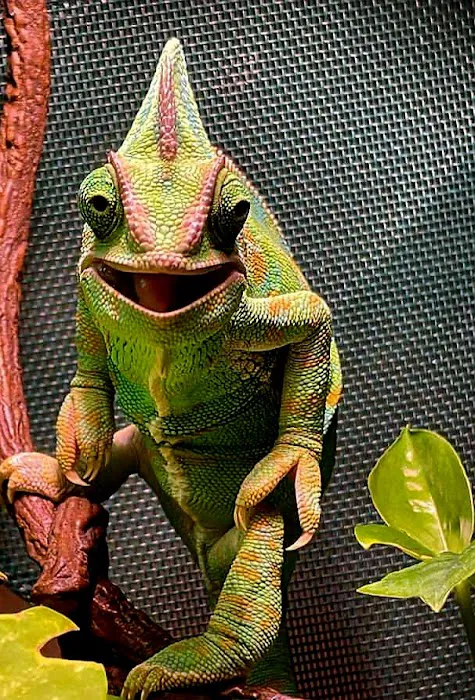 All Wild Things Exotic Animal Hospital Picture 3
