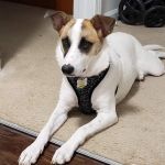 Broad Ripple Animal Clinic