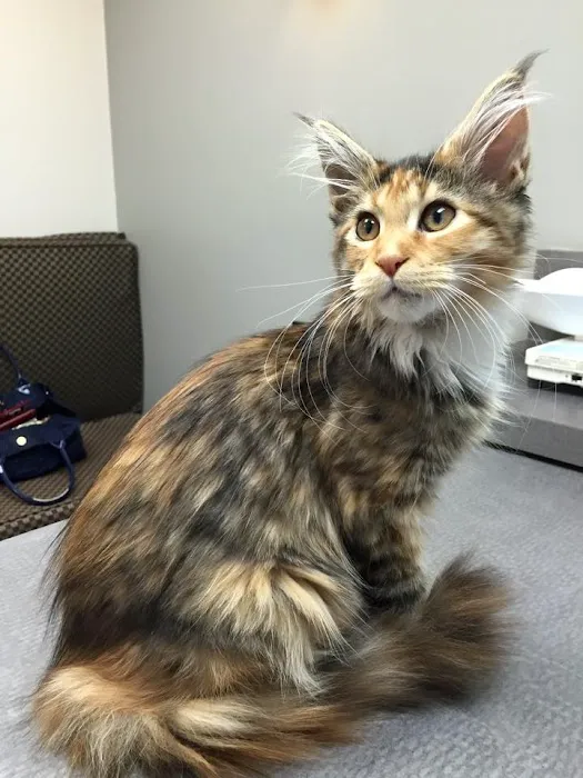 Broad Ripple Animal Clinic Picture 8