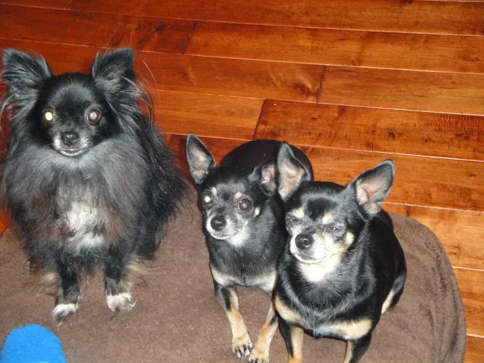 South 31 Veterinary Clinic Picture 4