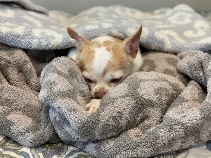 IndyVet Emergency & Specialty Hospital Picture 1
