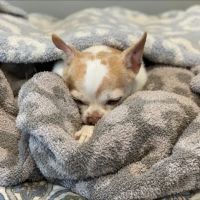 IndyVet Emergency & Specialty Hospital ico