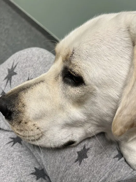 IndyVet Emergency & Specialty Hospital Picture 5
