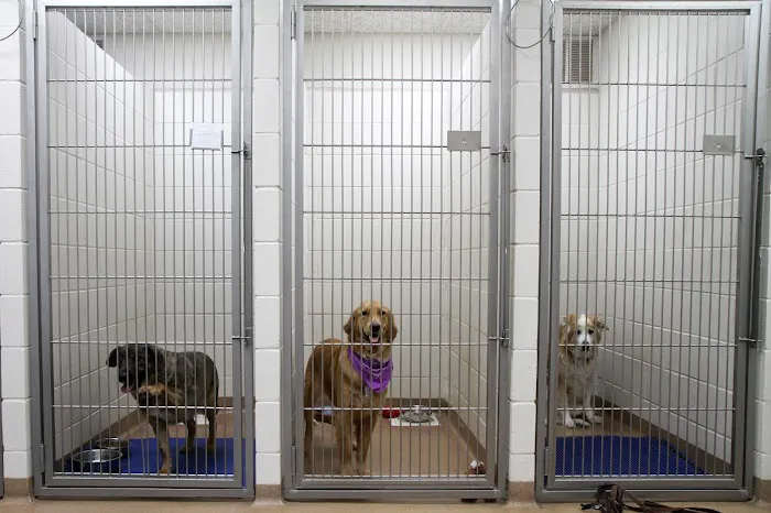 VCA Swengel Animal Hospital Picture 5