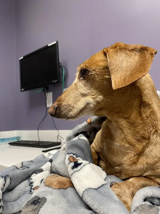 Noah's Westside Animal Hospital Picture 2