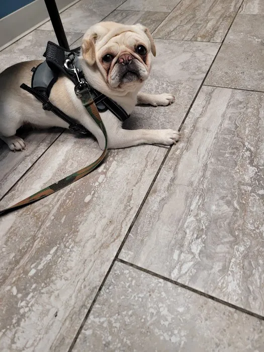 Noah's Westside Animal Hospital Picture 5