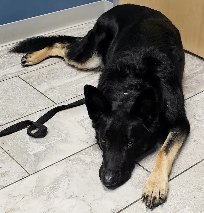 Noah's Westside Animal Hospital Picture 6