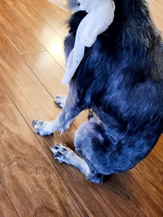 Noah's Westside Animal Hospital Picture 8