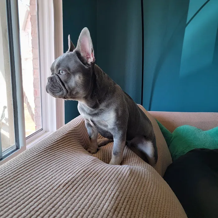 Noah's Westside Animal Hospital Picture 9