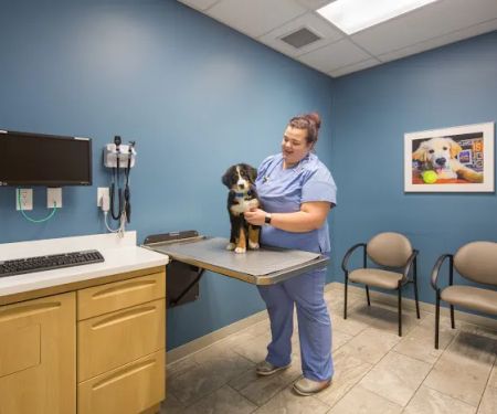 Veterinary Specialty & Emergency Care West - Open 24 Hours