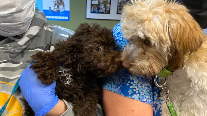 Pet Vaccination Clinic Picture 1