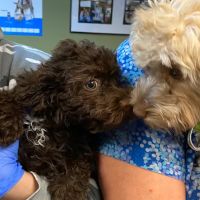 Pet Vaccination Clinic ico