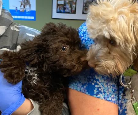 Pet Vaccination Clinic