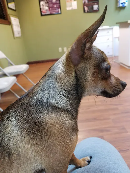 Pet Vaccination Clinic Picture 4