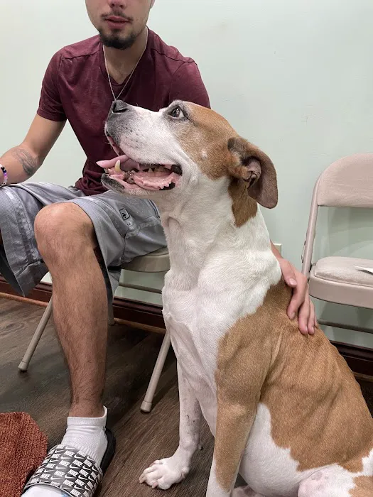 Pet Vaccination Clinic Picture 5