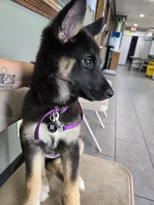 Pet Vaccination Clinic Picture 7
