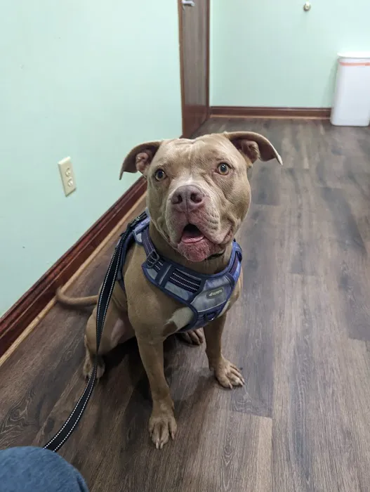 Pet Vaccination Clinic Picture 10