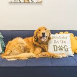 PetVet365 Pet Hospital Indianapolis / Eagle Creek