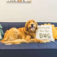 PetVet365 Pet Hospital Indianapolis / Eagle Creek ico