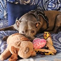 Eagle Creek Animal Clinic ico