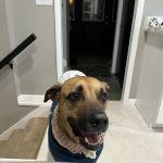 The Paw Patch