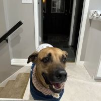 The Paw Patch ico