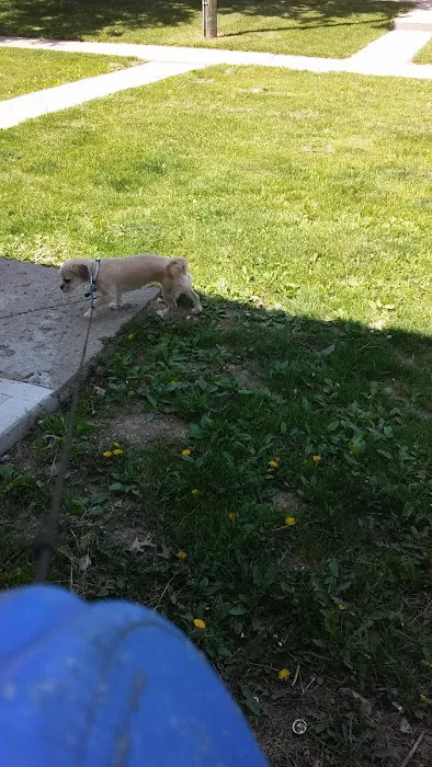 The Paw Patch Picture 8