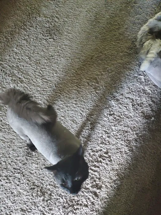 The Paw Patch Picture 7