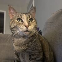 Irvington Pet Clinic ico