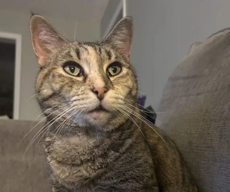Irvington Pet Clinic