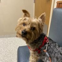 Brookville Road Animal Hospital ico
