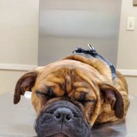 Brookville Road Animal Hospital: Crowe Jennifer DVM ico