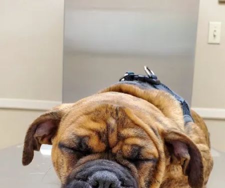 Brookville Road Animal Hospital: Crowe Jennifer DVM