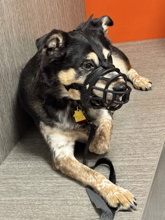 30th Street Animal Hospital Picture 7