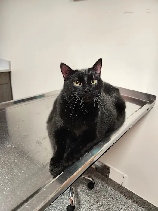 30th Street Animal Hospital Picture 10