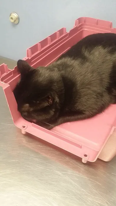 Glasgo Memorial Veterinary Hospital Picture 8