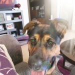 Above & Beyond Animal Care