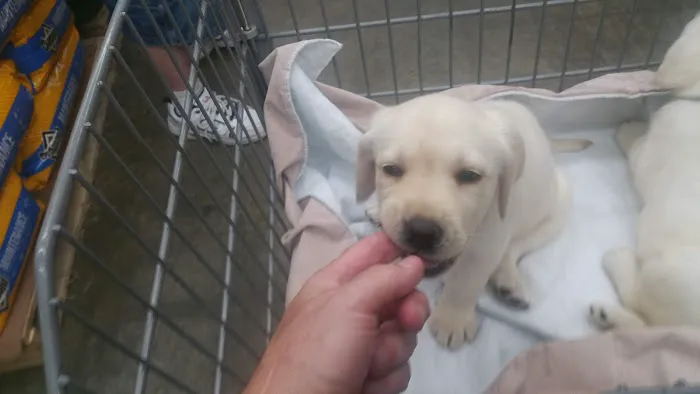 Above & Beyond Animal Care Picture 6