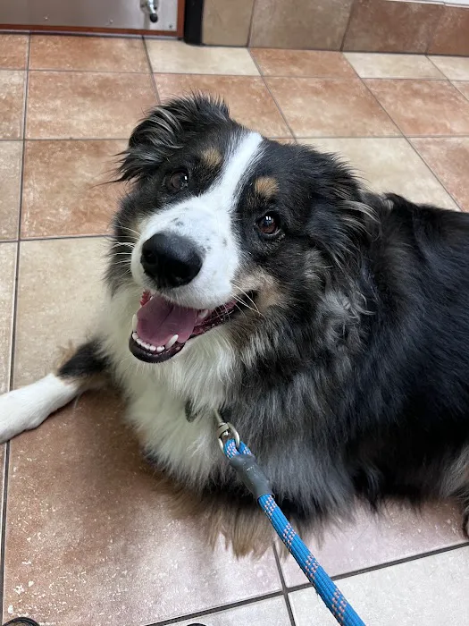 Banfield Pet Hospital Picture 5